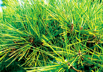 コウヤマキ枝/葉エキス