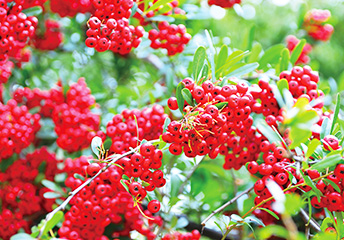 サンザシエキス